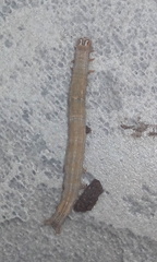 Lepidoptera