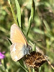 Coenonympha glycerion