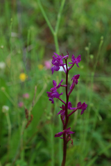 Anacamptis laxiflora