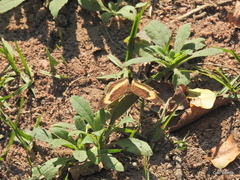 Junonia elgiva