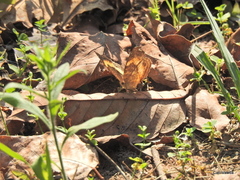 Junonia elgiva