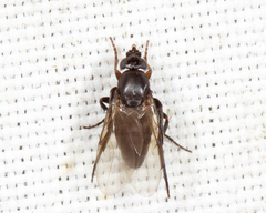 Metopininae