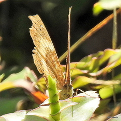 Junonia elgiva