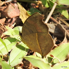 Junonia elgiva