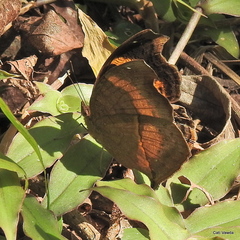 Junonia elgiva
