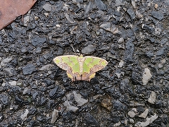 Agathia hemithearia