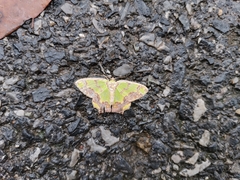 Agathia hemithearia