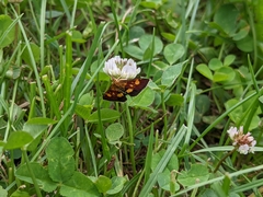Pyrausta falcatalis