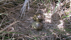 Gallinago nigripennis