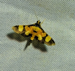Aethaloessa