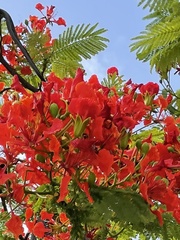Delonix regia