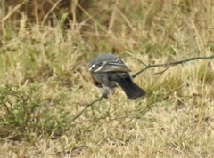 Melaniparus fringillinus