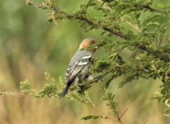 Melaniparus fringillinus