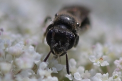 Tiphia femorata