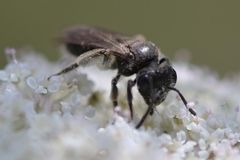 Tiphia femorata