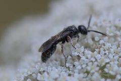 Tiphia femorata