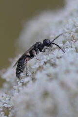 Tiphia femorata
