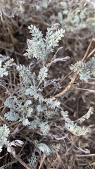 Artemisia fragrans