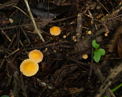 Marasmius