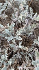 Artemisia fragrans