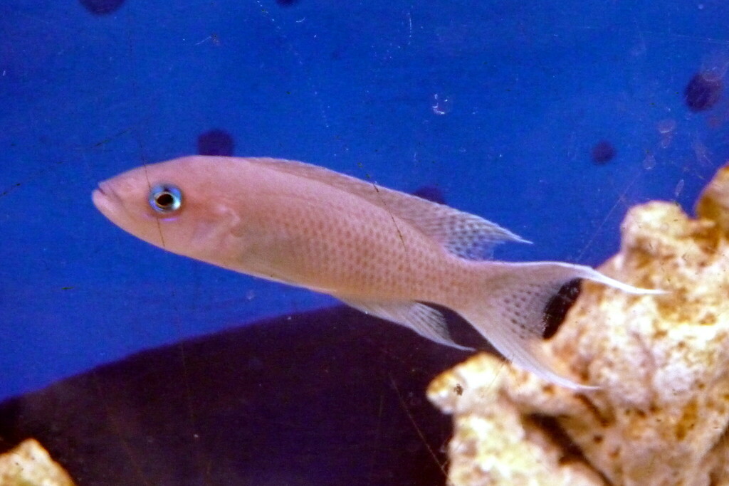 Graceful lamprologus (Neolamprologus gracilis) — Cichlidae