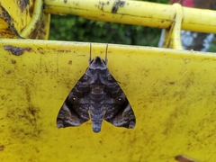 Acosmeryx pseudonaga