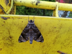 Acosmeryx pseudonaga