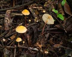 Marasmius