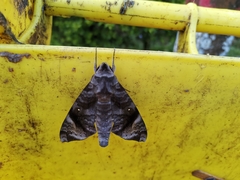 Acosmeryx pseudonaga