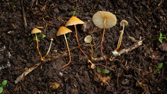 Marasmius