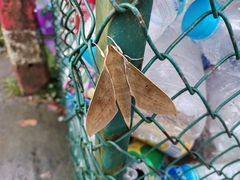 Theretra boisduvalii