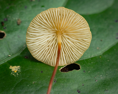 Marasmius