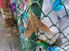 Theretra boisduvalii