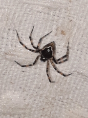 Euryopis funebris