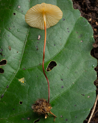Marasmius