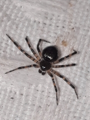 Euryopis funebris