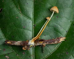 Marasmius