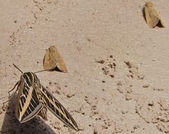 Heliocheilus paradoxus