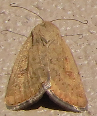 Heliocheilus paradoxus