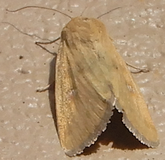 Heliocheilus paradoxus