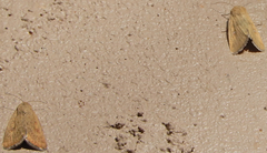 Heliocheilus paradoxus