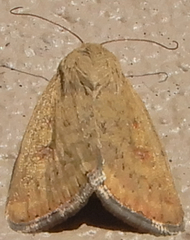 Heliocheilus paradoxus