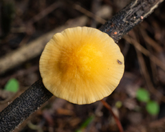 Marasmius