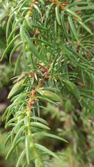 Oligotrophus juniperinus