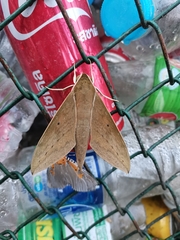 Theretra boisduvalii