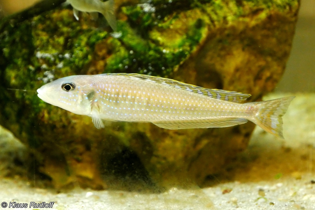 Cichlidé à joues noires du Tanganyika (Enantiopus melanogenys)