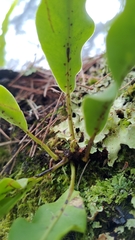 Lepisorus obscurevenolusus