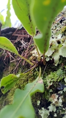 Lepisorus obscurevenolusus