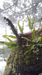 Lepisorus obscurevenolusus