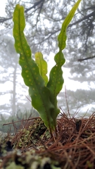 Lepisorus obscurevenolusus